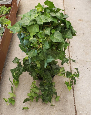 6" Topiary Ball on Stem Ivy